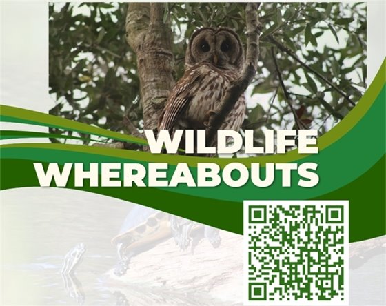 Wildlife Whereabouts